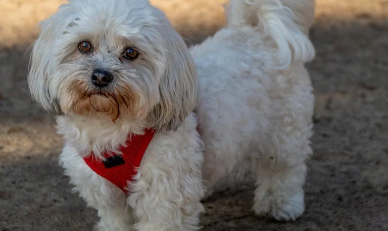 Entre Dois Fogos: Até Onde Vai a Minha Responsabilidade pela Família?