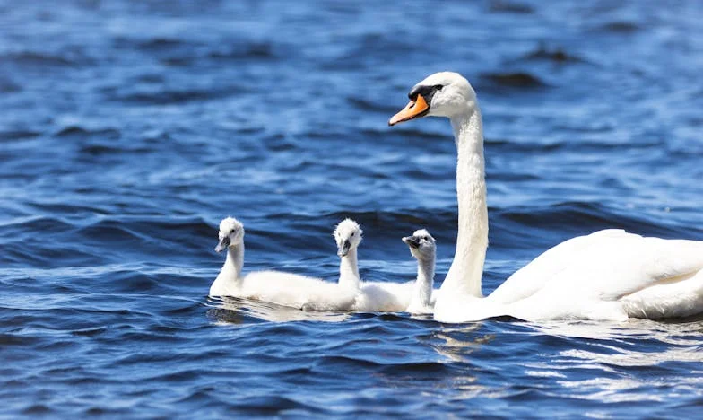 Não fui convidada para o casamento do meu filho, mas tive de lhes dar um lar: O duplo padrão na minha família