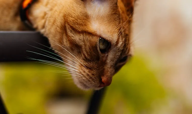 Quando os Filhos Crescem: O Eco do Silêncio em Casa
