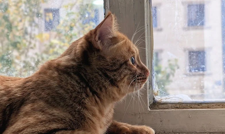 Amor à Sombra do Passado: Como a Ex-Mulher do Meu Companheiro Tentou Destruir a Nossa Família