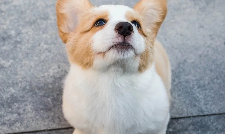 Ele Foi Corajoso por Tempo Demais: O Dia em que um Cão Marcado Calou uma Sala de Espera