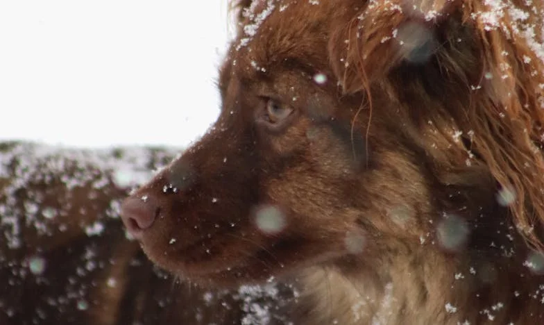 O Herói da Mesa do Canto: o Gigante de Um Olho que Cobrou o Preço do Nosso Silêncio