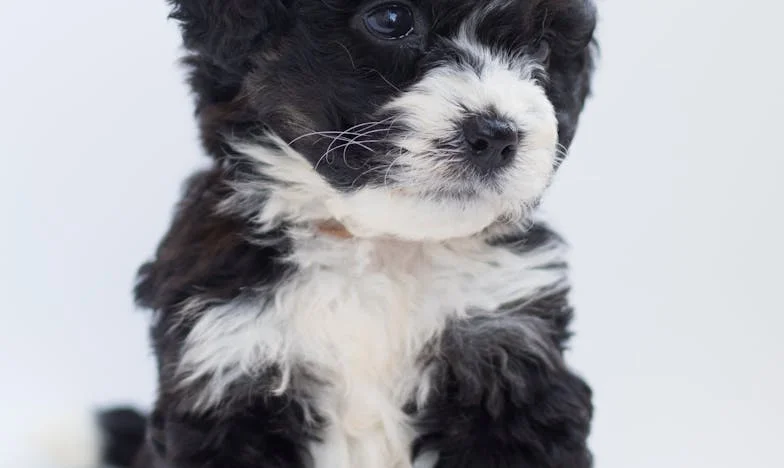 O Homem que Achava que Era Invisível — Até Seu Cachorro Velho Construir uma Comunidade que Salvou Sua Vida