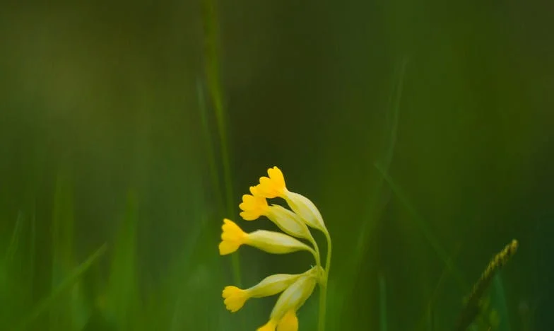 Regresso à Aldeia: Catorze Anos Depois, Frente ao Passado