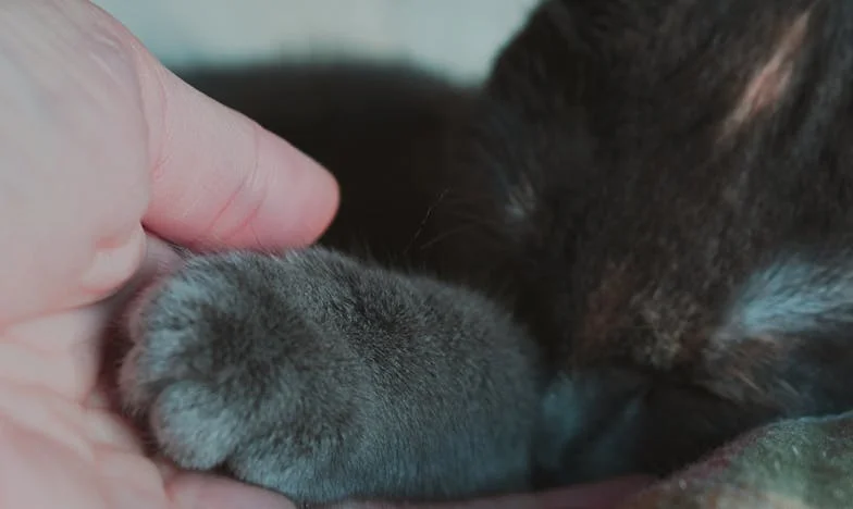 Sete Noites em Branco: Como a Falta de Sono Mudou o Meu Marido e a Nossa Família