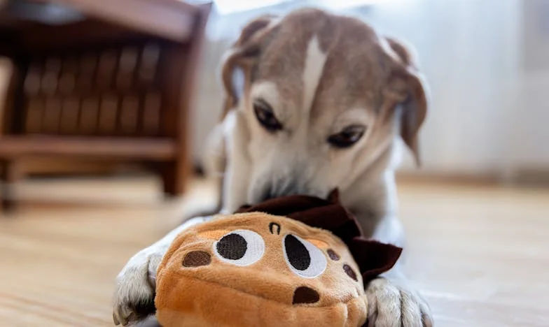 A Bengala Que Me Sustentou: Quando Me Pediram Para Abrir Mão da Única Alma Que Me Mantinha Respirando