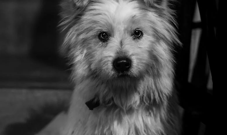 A Noite em que Encontrei Luna no Parque e Entendi o que a Gente Faz com Quem Depende da Gente