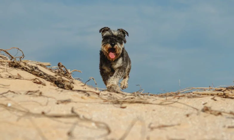 Aos Sessenta e Oito, Eu Escolhi o Thor — O Pastor Alemão Que Queriam Descartar Virou o Guardião Silencioso da Minha Segunda Primavera