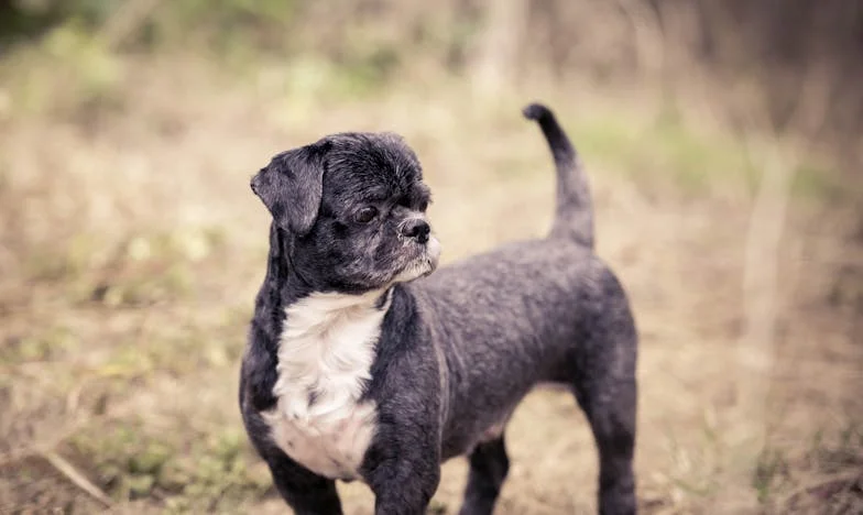 Duas Vezes Devolvida, Duas Vezes Quebrada — E Ainda Assim Ela Esperou Alguém Escolhê-la