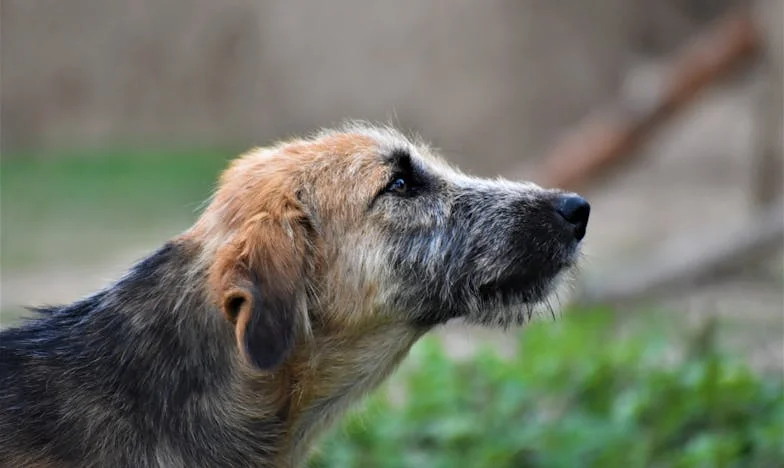 Entre Mim e a Mentira: O Dia em que Meu Cão Virou Minha Única Testemunha