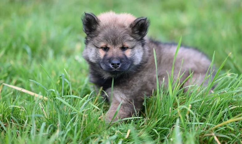 Era pra ser só um fim de semana… mas uma cadela de uma orelha só mediu, em silêncio, a distância até o meu coração