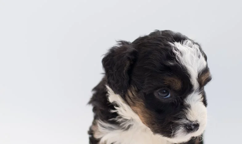 Noventa Segundos ou uma Vida Inteira: o dia em que eu quebrei as regras para salvar o único motivo de um velho continuar