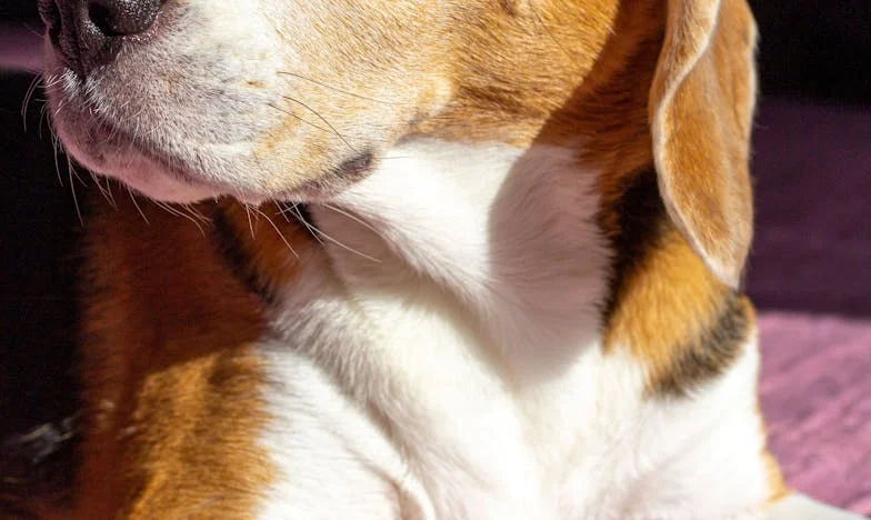 O Cupcake Debaixo do Ipê: Como Meu Cachorro se Recusou a Ir Embora do Aniversário de Oitenta Anos em que Ninguém Apareceu