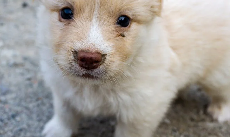 O Dia em que um Gato Caolho Defendeu o “Monstro” — E uma Viúva Calada Recuperou a Voz