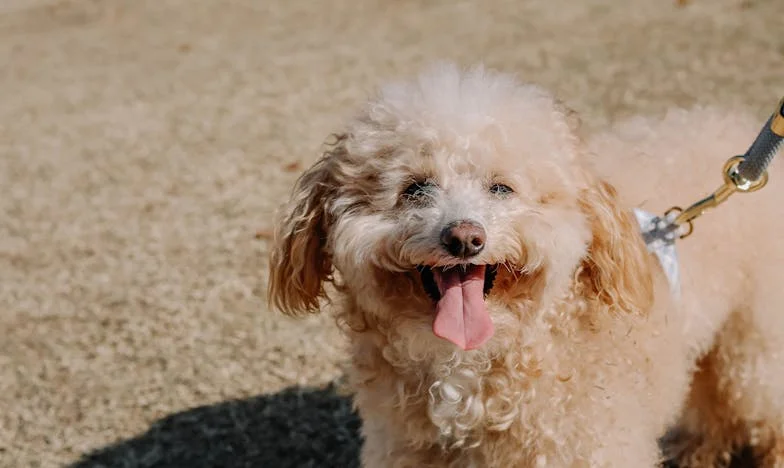 O Rei da Torre de Vidro e o Homem da Kombi Enferrujada
