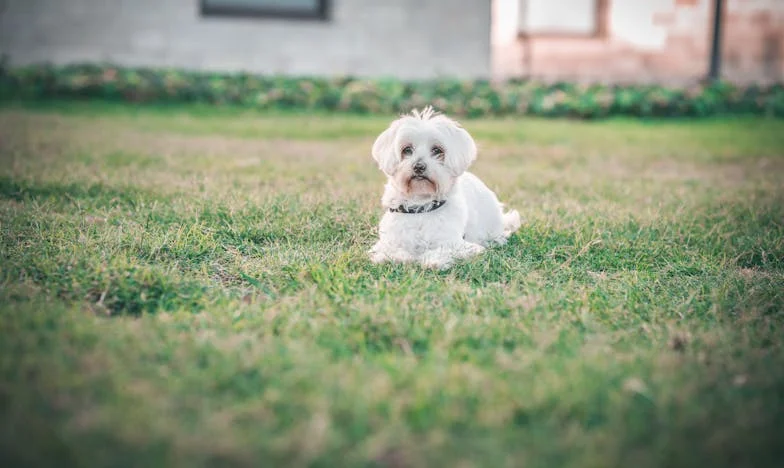 O Segundo Entre Nós: Como Atlas Escolheu a Bala do Destino e Reescreveu uma Vida Num Só Fôlego