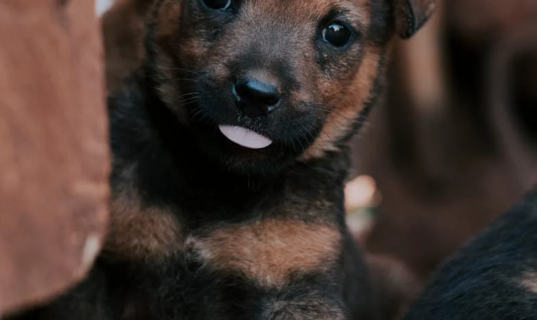 O Sinal Debaixo do Concreto: O Dia em que Meu Cão se Recusou a Morrer e Me Fez Voltar a Lutar