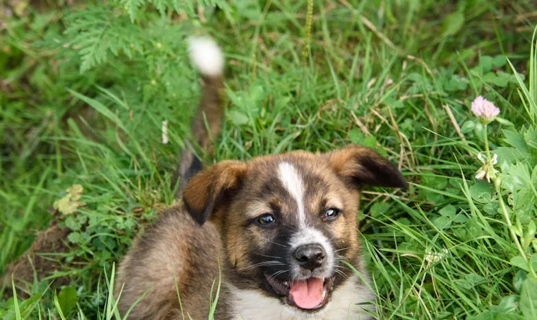 O Ultimato do Tapete Creme: Quando Margarida Escolheu um Cão Grisalho em vez de um Natal Perfeito