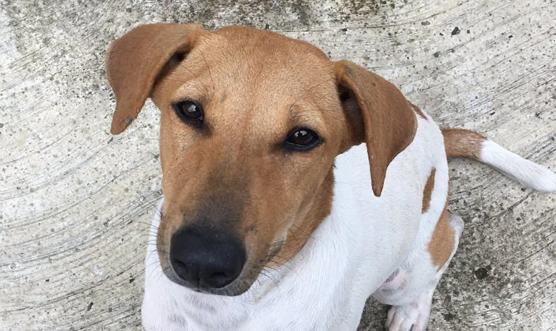 O Último Plantão do Capitão