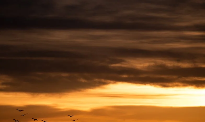 Os Ecos das Palavras Não Ditas