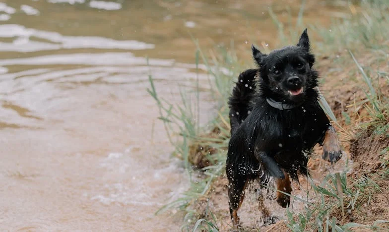 Pesado Como um Escudo