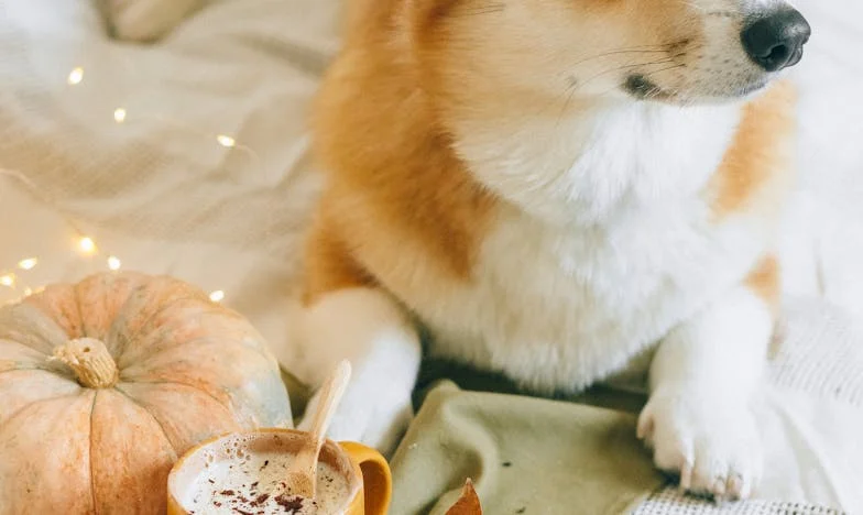 Quando o Sinal Caiu, o Cão de Uma Orelha Só Me Impediu de Morrer