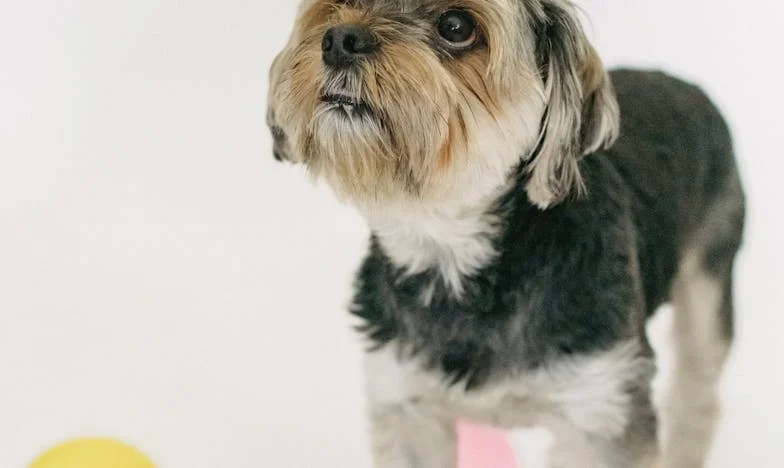 Rosie, Treze Anos de Silêncio