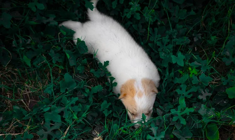 Só Dois Dias — o fim de semana em que acolhi um cão quebrado e encontrei o único lar que também precisava de mim