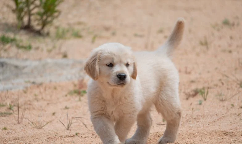 Três Anos Atrás do Vidro: a Cadela que Todo Mundo Amava… Mas Ninguém Levava