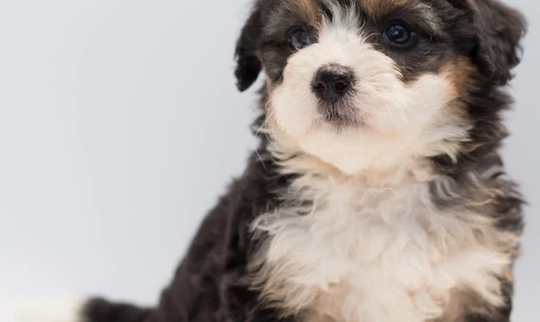 Três Famílias Devolveram Ele como “Agressivo” — e Eu Fui o Próximo a Sangrar por Causa Dele