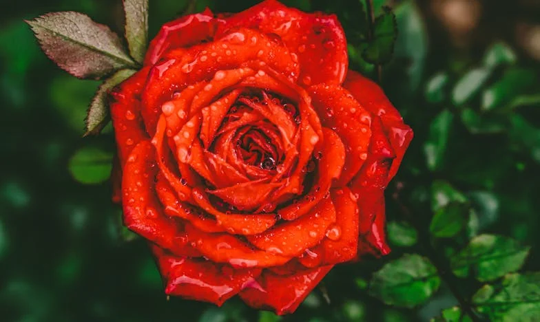 Tudo vai dar certo, filho…