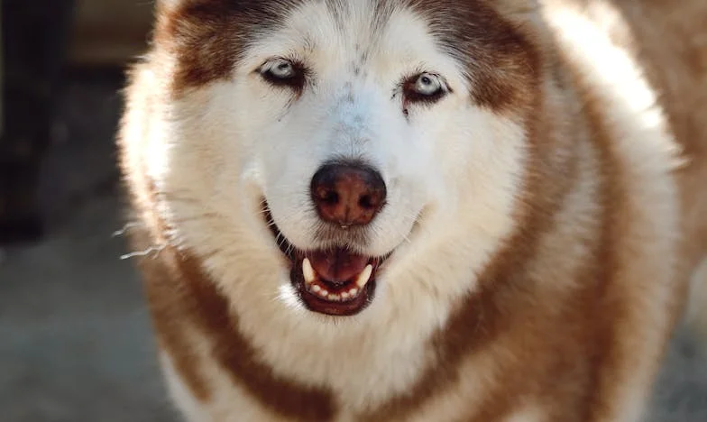 Uma Hora para a Meia-Noite: O Estrangeiro que Quis Comprar o Silêncio e a Vida de uma Cadela