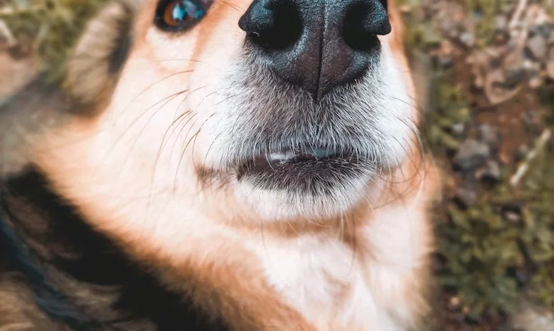 A csend, ami szétfeszít: Hogyan tanított meg egy kóbor kutya újra szólni – és élni – a spórolás árnyékában