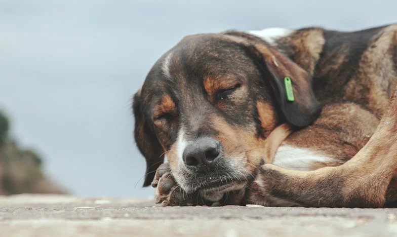 A hűség ára: Egy pesti panel és egy keverék kutya története