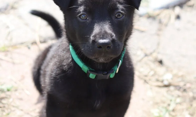A kutya, aki kimosta a bűntudatot belőlem – Egy budapesti panelházban kezdődött minden