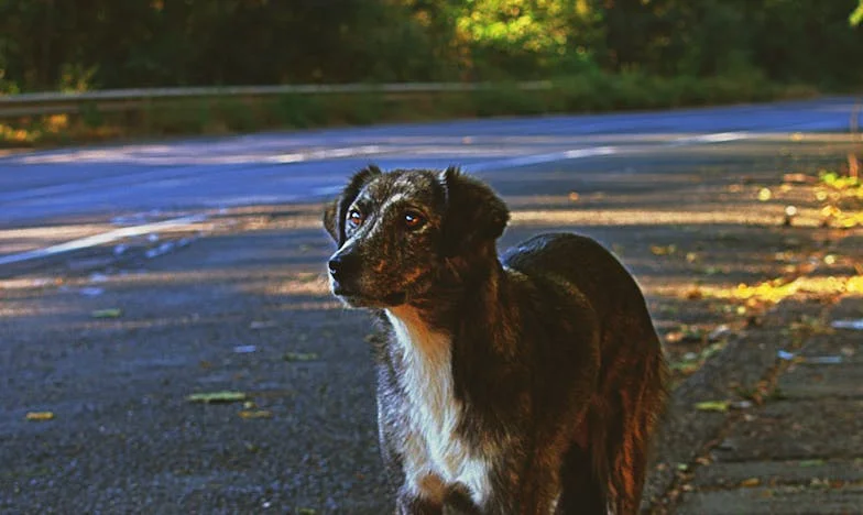 A lakótelepi éjszakában: Hogyan mentett meg az életem egy keverék kutya, amikor már semmit sem vártam az emberektől