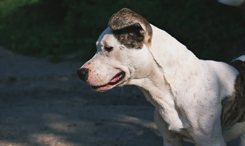 A panelház folyosóján csúszott el először a vérem – ha nem lett volna Mázli, talán ott is maradok