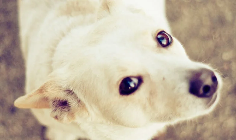 A viharos éjszaka, amikor Lili megmentett – Egy kutya, aki megtanított újra hinni az emberekben