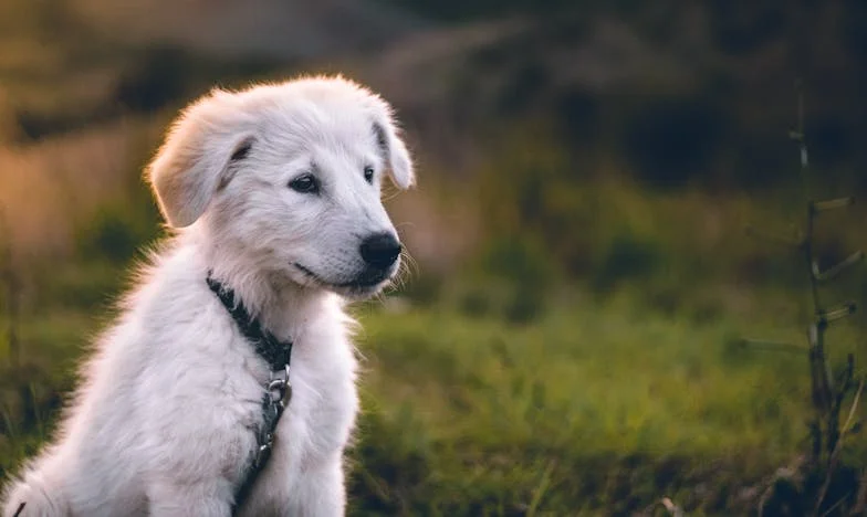 Amikor a húsvéti vendégek sosem mennek el – Az én családom, az én határaim, az én kutyám