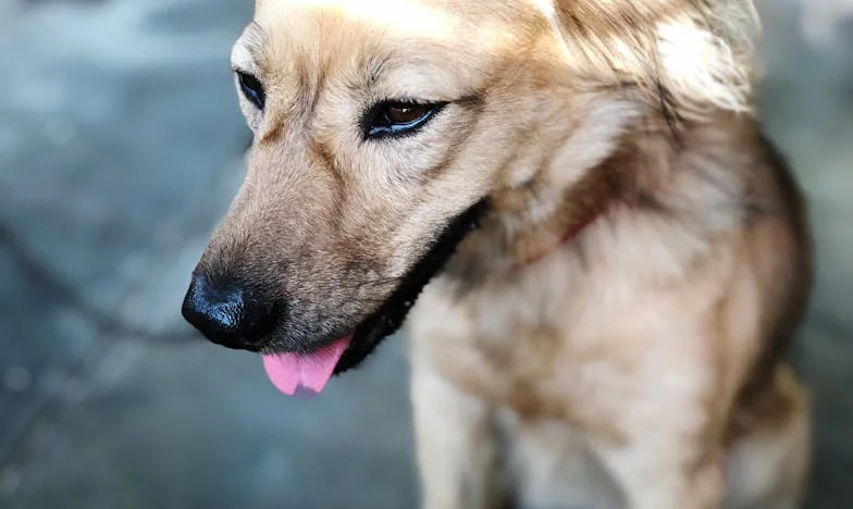 Amikor az életemet egy keverék mentette meg: Egyedüllét, panel, és Lujzi bundája
