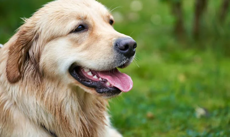 Amikor Bundás bejött az életembe: Egy elvált nő naplója a magyar panelvalóságból