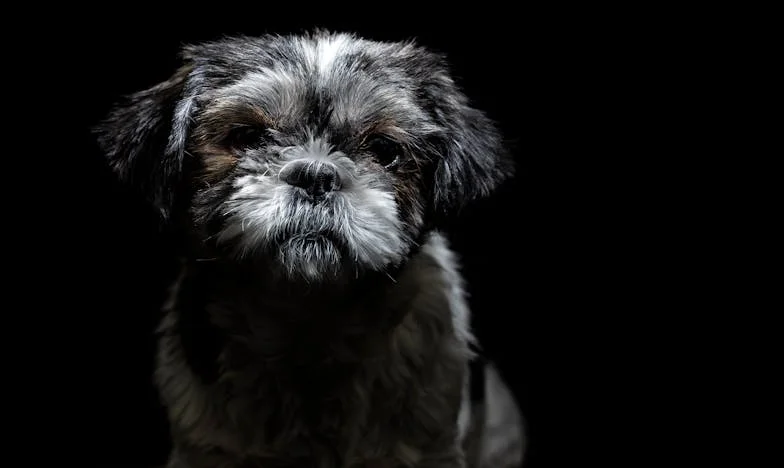 Amikor csak a kutyámért mertem felállni – Hogyan mentett meg engem egy kóbor puli, amikor mindenki mástól féltem kiállni