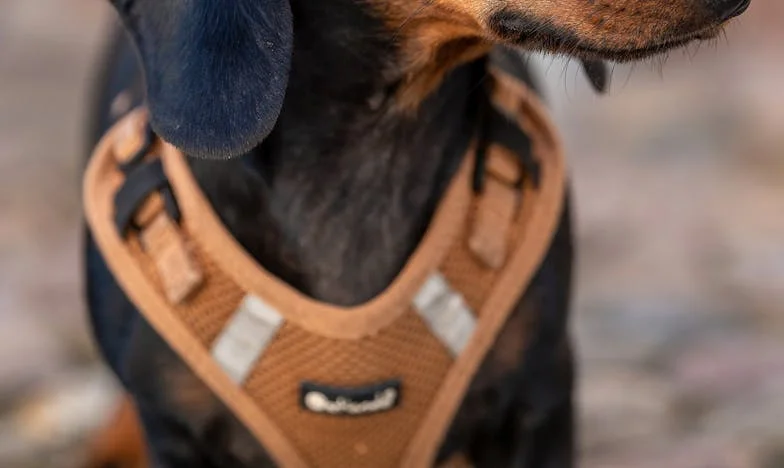 Amikor egy kutya visszahozta a fényt a betonrengetegben: Az én budapesti paneléletem fordulópontja