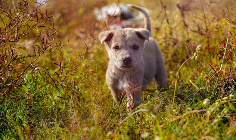 Amikor Frici belépett a lakásomba: Egy panelház, egy kutya, és a visszatalálás önmagamhoz