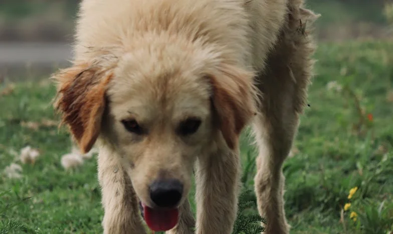 Amikor minden ajtó becsukódik, de egy hűséges orr mégis hazavezet: Az én és Zokni története a panelházban