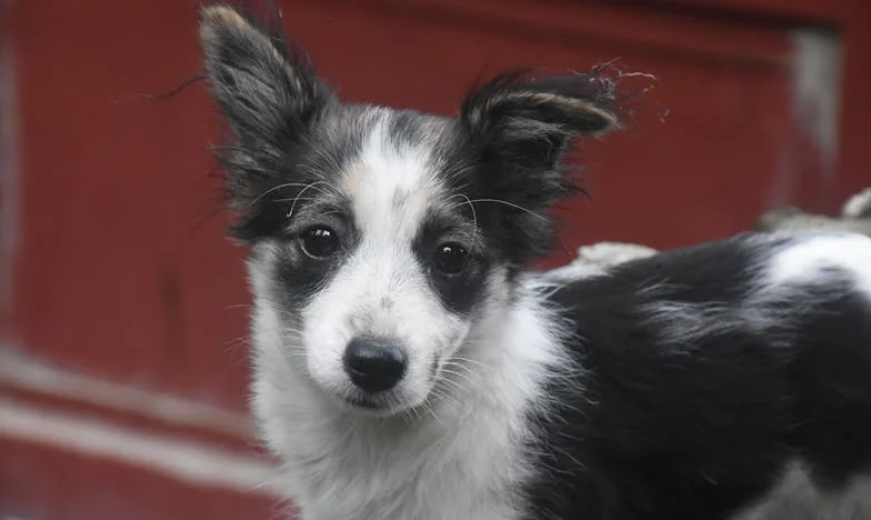 Amikor Morzsi miatt végleg bezártam mögötte az ajtót – és magam felé kinyitottam egy újat