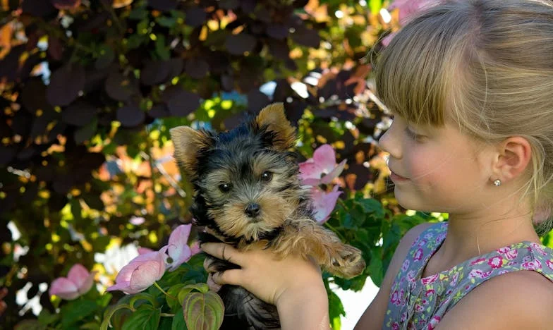 Amikor Morzsi miatt végleg elköltöztem: Egy kutya mentett ki a családi bűntudatból