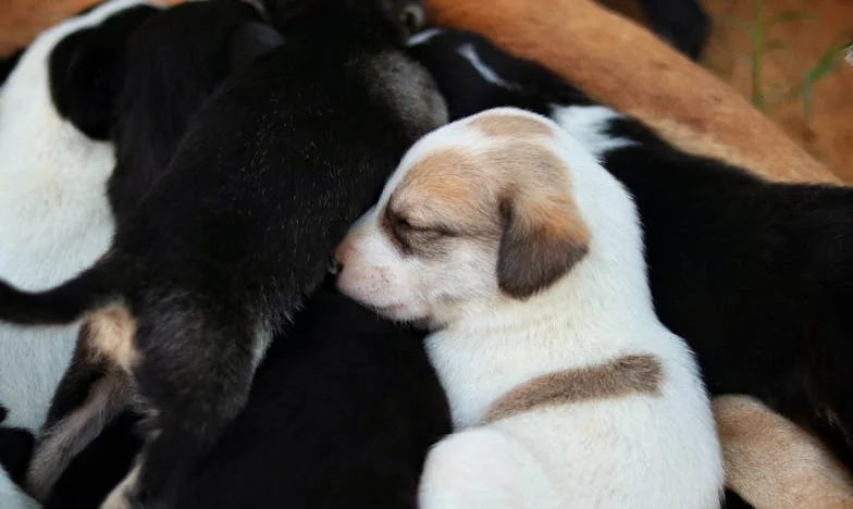 Egy éjszaka a panelban: Amikor egy kóbor kutya átvágja a családi csendet