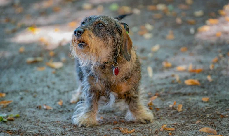 Egy hűtlen világban csak egy kutya volt hűséges mellettem – és nem engedett el