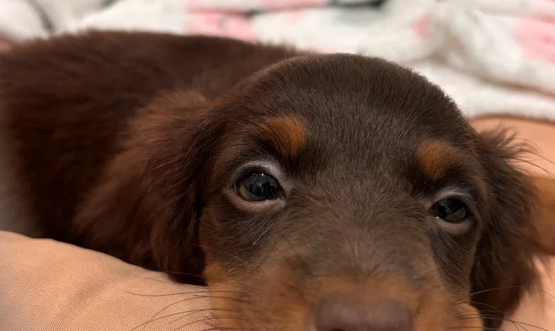 Egy kopott rongylabdával kezdődött: hogyan változtatott meg egy mutt a magányos öregkorban